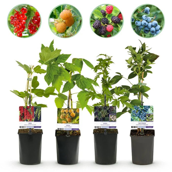Beerenmix pflanzen & pflegen – Standort, Wachstum & reiche Ernte im Garten - Green Guardia - Ihr Experte für Schädlinge und Pflanzen
