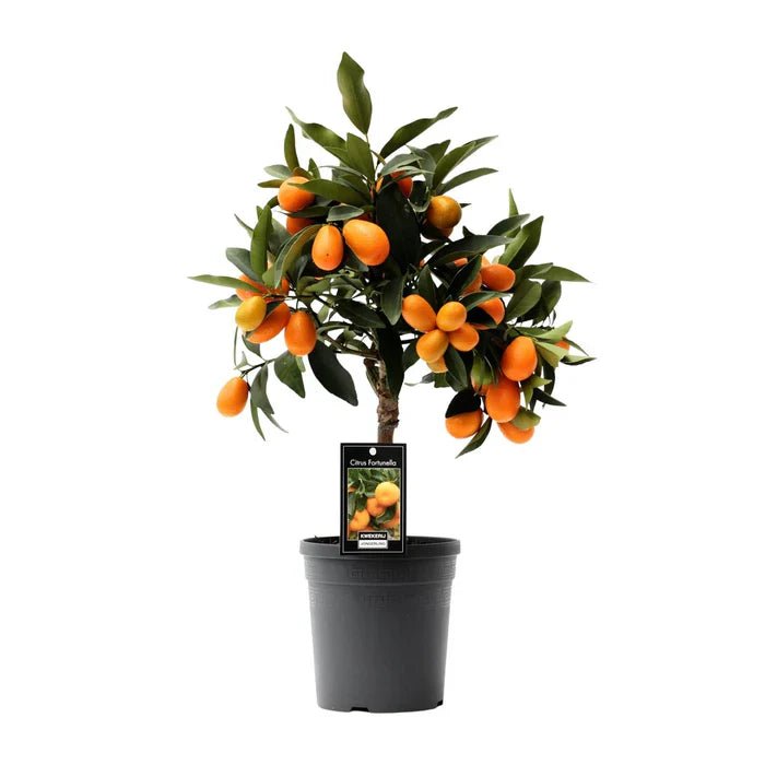 Citrus Kumquat – Die Zwergorange: Mediterraner Genuss für Balkon und Wohnung - Green Guardia - Ihr Experte für Schädlinge und Pflanzen