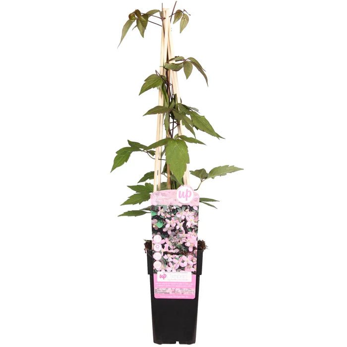 Clematis ‘Fragrant Spring’ pflegen – duftende Blüten & kräftiger Wuchs - Green Guardia - Ihr Experte für Schädlinge und Pflanzen