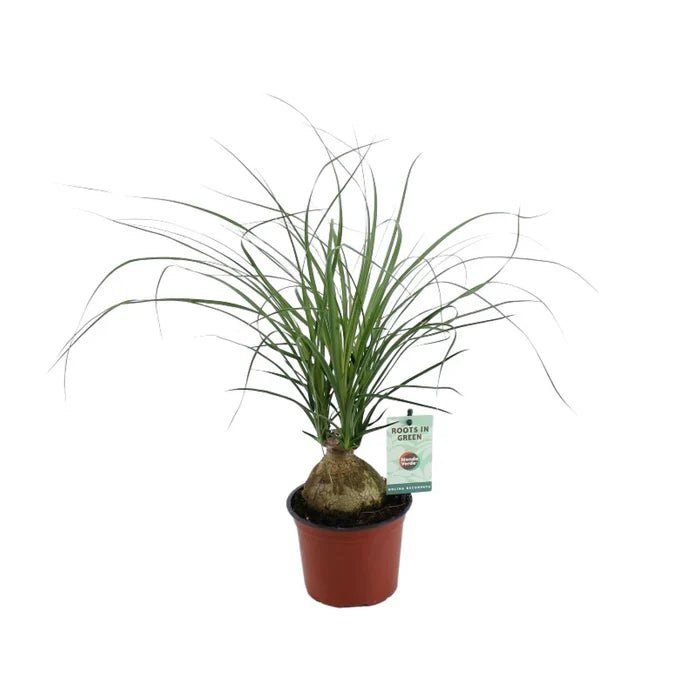 Der Elefantenfuß – Warum die Beaucarnea Recurvata die ideale Pflanze für Vielbeschäftigte ist - Green Guardia - Ihr Experte für Schädlinge und Pflanzen