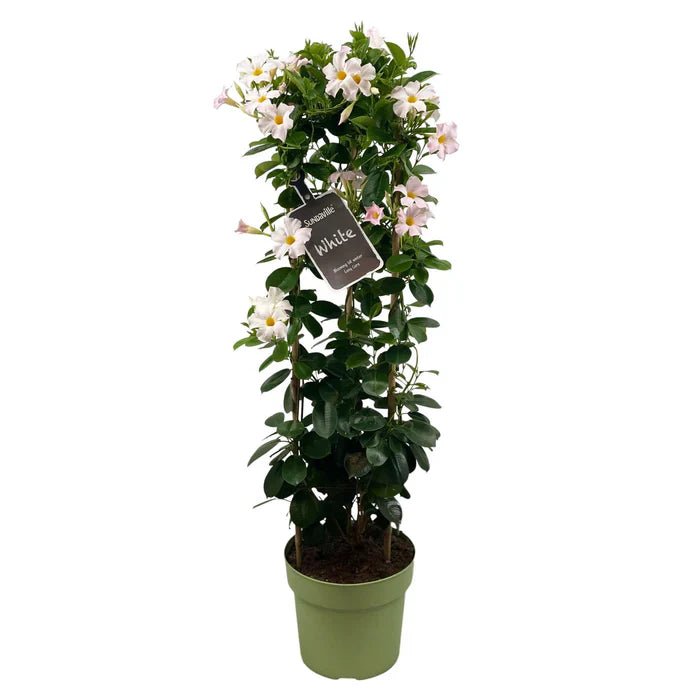 Dipladenia „Sundaville White“ – Eleganz in Weiß: Der ultimative Guide für deine Mandevilla - Green Guardia - Ihr Experte für Schädlinge und Pflanzen