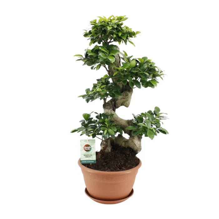 Ficus Ginseng – Der perfekte Einstieg in die Welt der Bonsais - Green Guardia - Ihr Experte für Schädlinge und Pflanzen