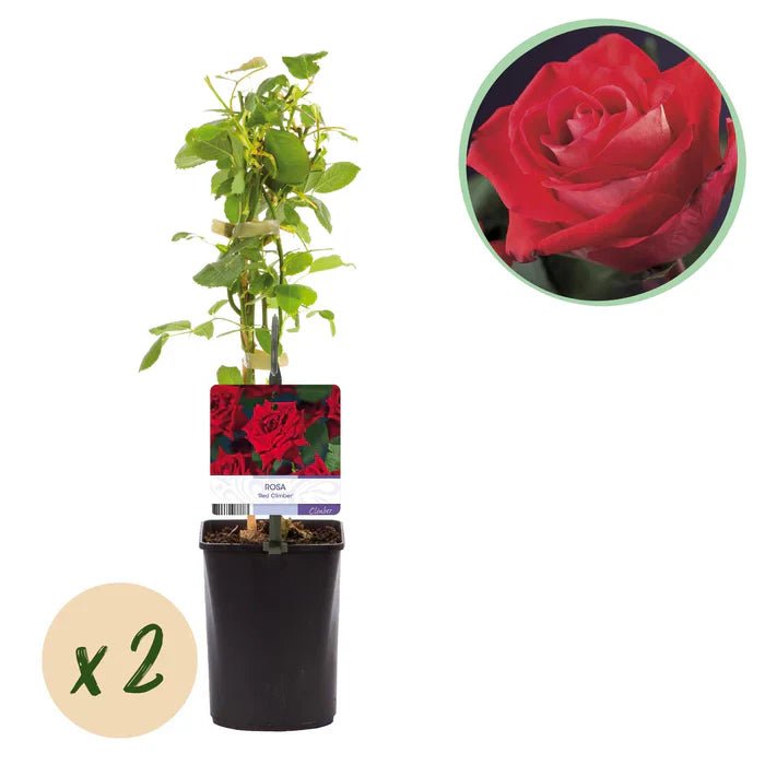 Kletterrose ‘Red Climber’ pflegen – Standort, Wachstum & üppige Blüten - Green Guardia - Ihr Experte für Schädlinge und Pflanzen