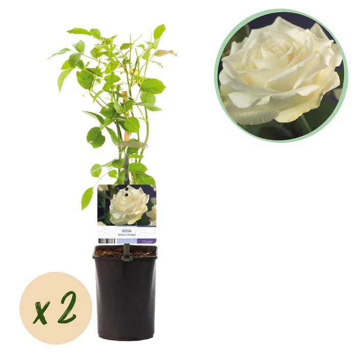 Kletterrose ‘White Climber’ pflegen – Standort, Schnitt & Tipps für strahlend weiße Blüten - Green Guardia - Ihr Experte für Schädlinge und Pflanzen