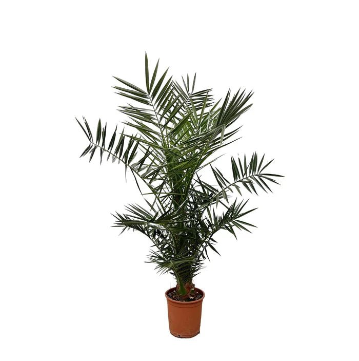 Phoenix Canariensis – Majestätisches Urlaubsfeeling mit der Kanarischen Dattelpalme - Green Guardia - Ihr Experte für Schädlinge und Pflanzen