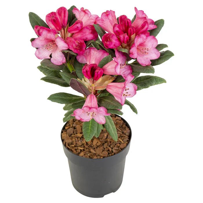 Rhododendron ‘Bollywood’ pflegen – Standort, Farben & gesunder Wuchs - Green Guardia - Ihr Experte für Schädlinge und Pflanzen