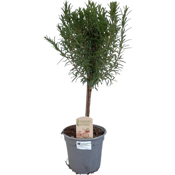 Rosmarin „Op Stam“ – Das edle Kräuter-Hochstämmchen für Küche und Garten - Green Guardia - Ihr Experte für Schädlinge und Pflanzen