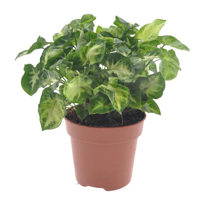 Syngonium ‘Pixie’ – Die Mini-Purpurtute: Kompakter Charme für dein Pflanzenregal - Green Guardia - Ihr Experte für Schädlinge und Pflanzen