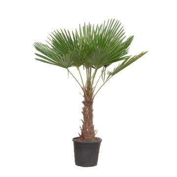 Trachycarpus fortunei – Die Chinesische Hanfpalme: Exotisches Urlaubsfeeling für deinen winterharten Garten - Green Guardia - Ihr Experte für Schädlinge und Pflanzen