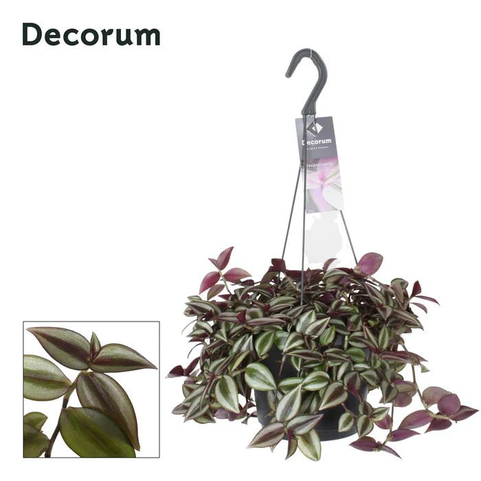 Tradescantia Zebrina ‘Purpusii’ – Den Wandersmann richtig pflegen: Tipps für intensive Farben und üppiges Wachstum - Green Guardia - Ihr Experte für Schädlinge und Pflanzen