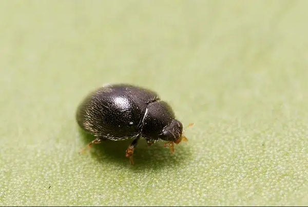 Messingkäfer