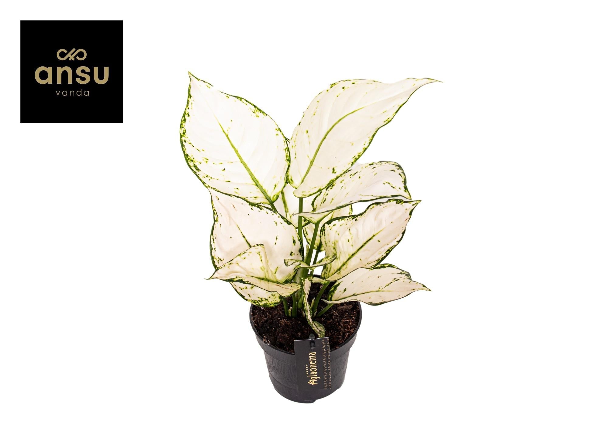 Aglaonema – Kolbenfaden - verschieden Farben - 35 - 80 cm - Green Guardia - Ihr Experte für Schädlinge und Pflanzen