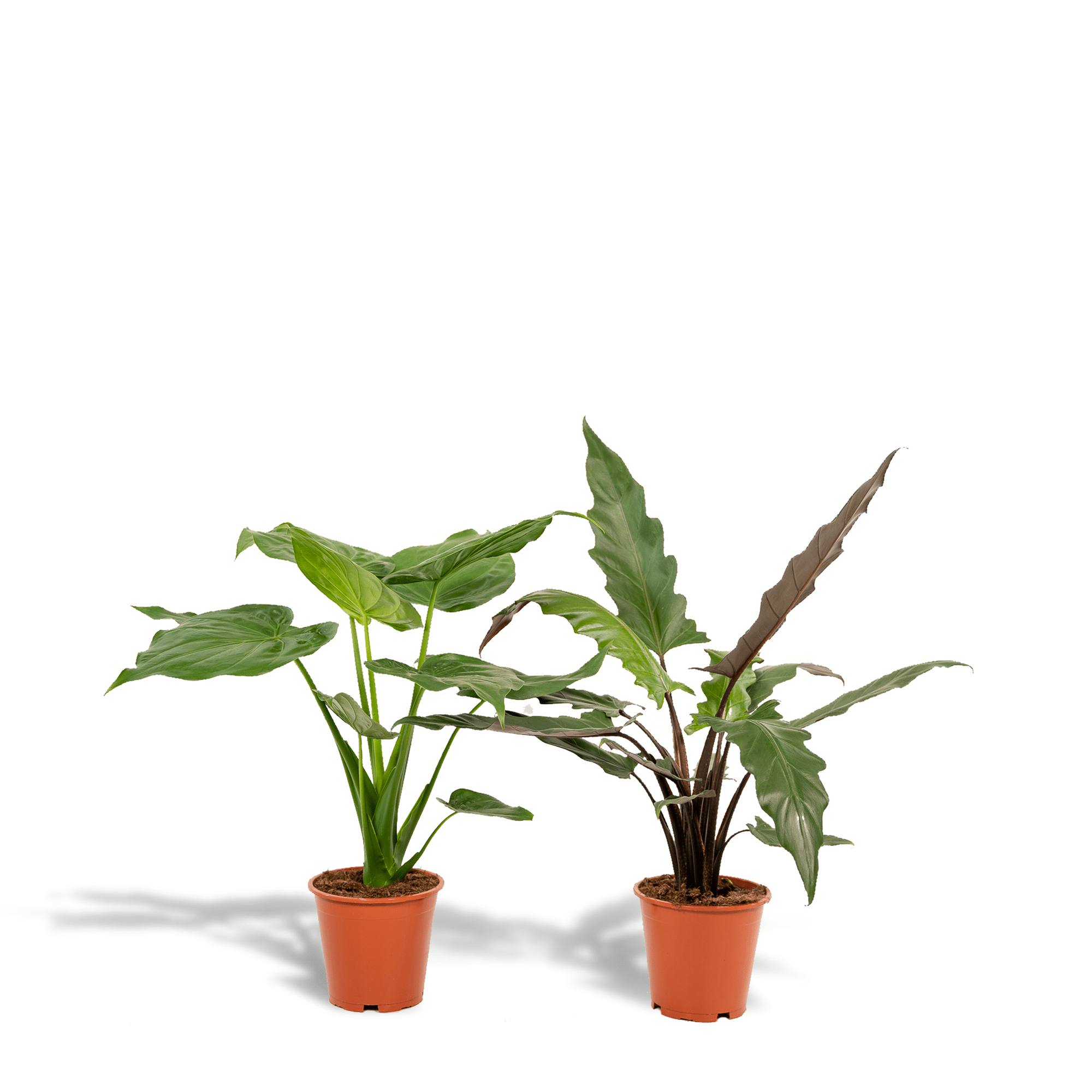 Alocasia cucullata & Alocasia lauterbachiana – Elefantenohr – 2 Pflanzen – 19 cm Topf, ca. 60–75 cm hoch - Green Guardia - Ihr Experte für Schädlinge und Pflanzen