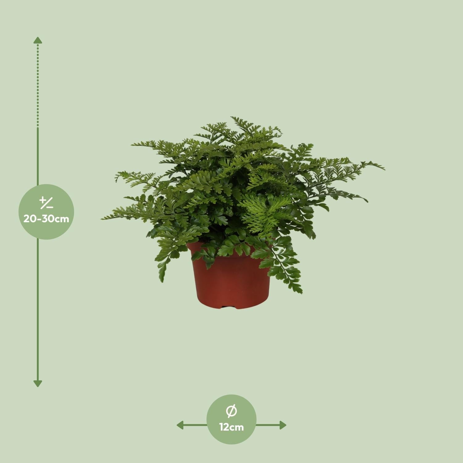 Asplenium ‘Parvati’ – Nestfarn – verschiedene Größen - 25 - 30 cm hoch - Green Guardia - Ihr Experte für Schädlinge und Pflanzen