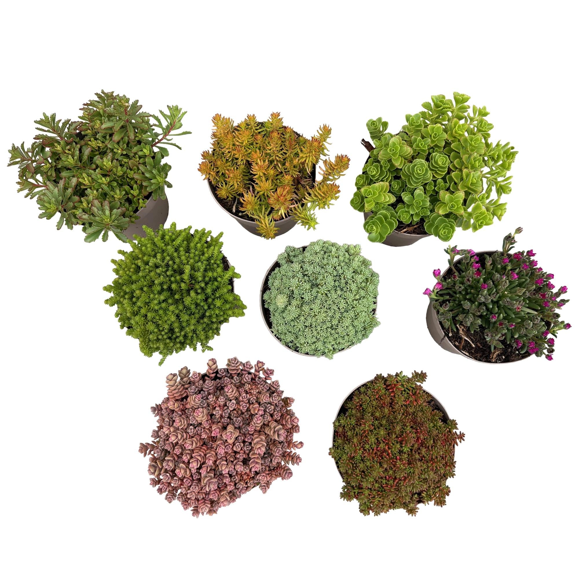 Bodendecker winterhart – Alpiner Mix – 8 Pflanzen – verschiedene Farben – pflegeleicht – 14 cm Topf, ca. 17 cm hoch - Green Guardia - Ihr Experte für Schädlinge und Pflanzen