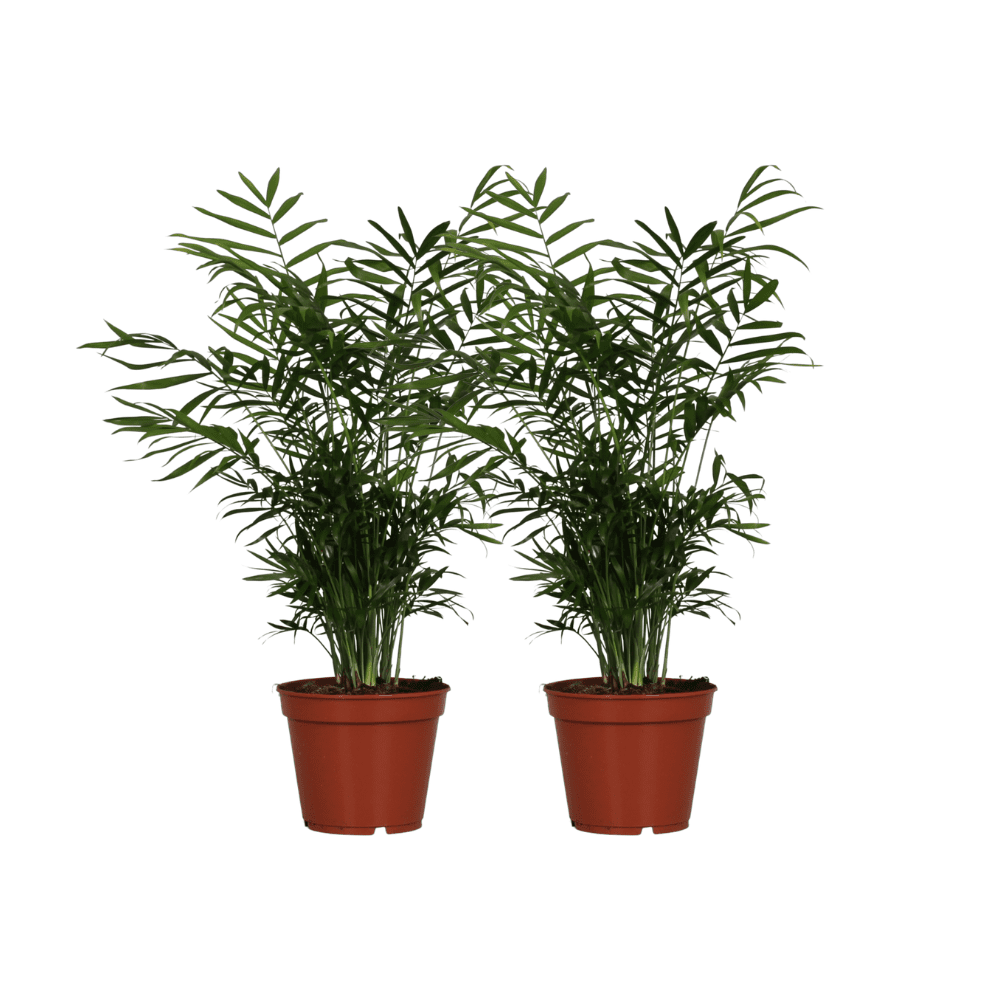 Chamaedorea elegans – Bergpalme – 2 Pflanzen – 17 cm Topf, 55 cm hoch - Green Guardia - Ihr Experte für Schädlinge und Pflanzen