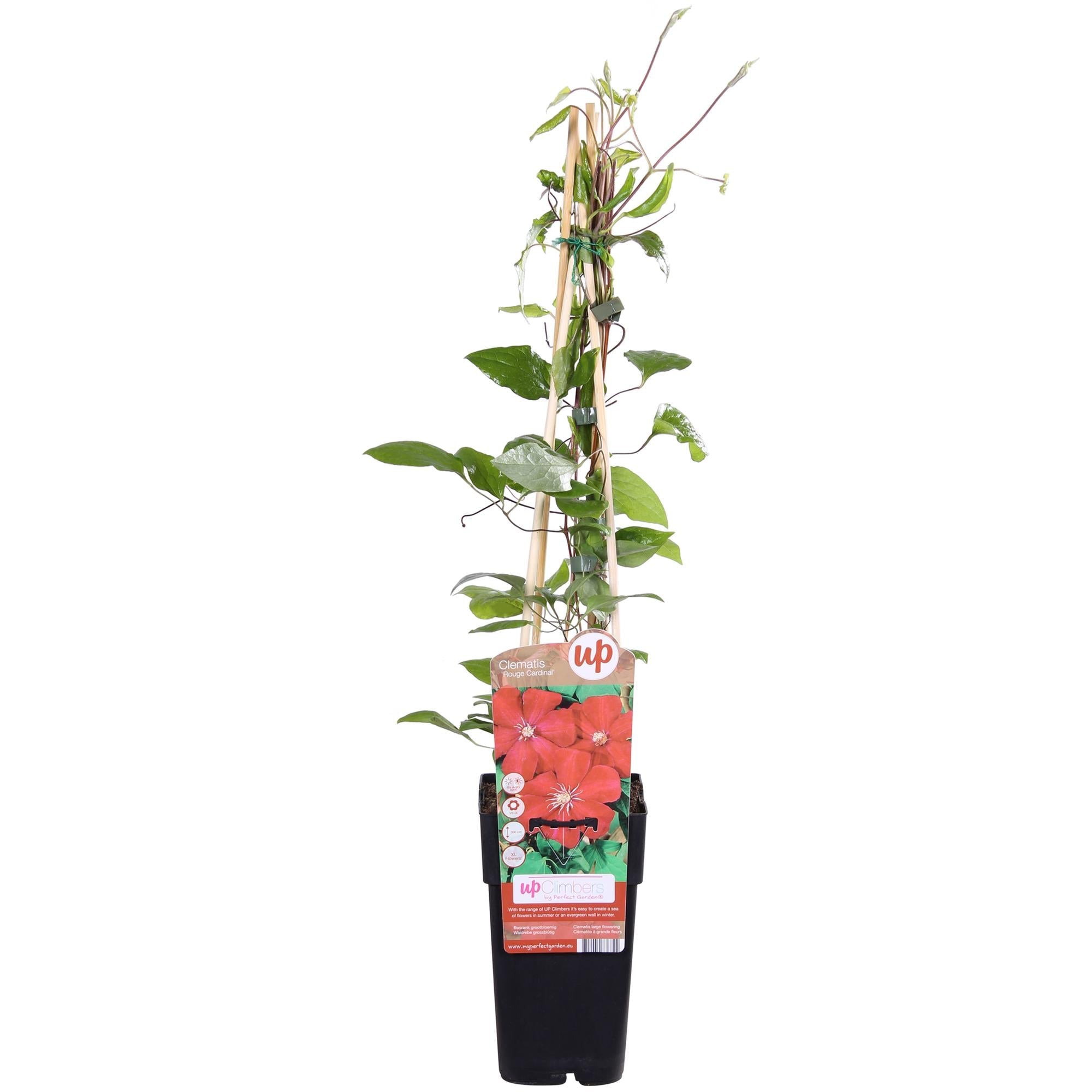 Clematis ‘Hagley Hybrid’ – großblütige Clematis in Rosa, 15 cm Topf, 65 cm hoch - Green Guardia - Ihr Experte für Schädlinge und Pflanzen
