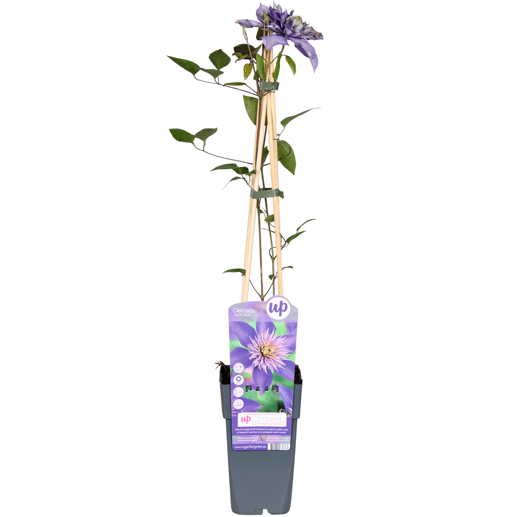 Clematis ‘Multi Blue’ – großblütige, blau - violette Kletterpflanze, 15 cm Topf, 65 cm hoch - Green Guardia - Ihr Experte für Schädlinge und Pflanzen