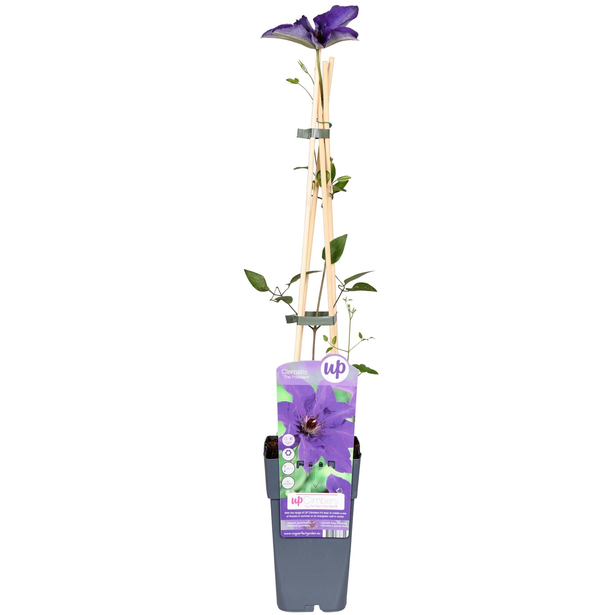 Clematis ‘The President’ – robuste, lila blühende Clematis, 15 cm Topf, 65 cm hoch - Green Guardia - Ihr Experte für Schädlinge und Pflanzen