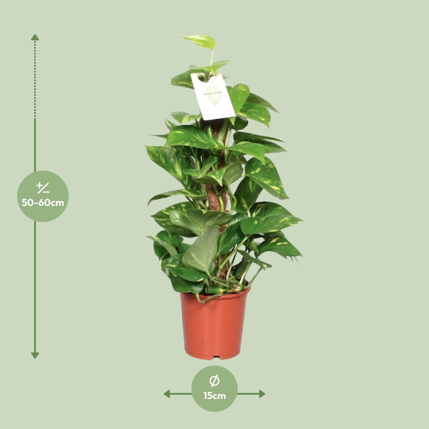 Epipremnum Pinnatum – Efeutute am Moosstab - 60 - 120 cm - Green Guardia - Ihr Experte für Schädlinge und Pflanzen