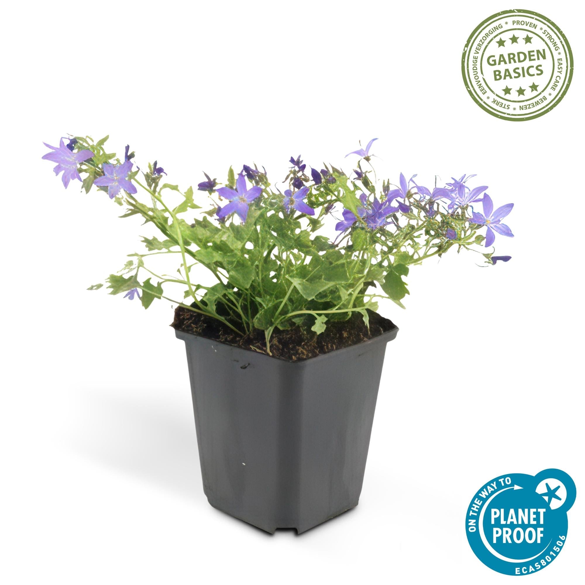 Glockenblume ‘Stella’ – kompakt wachsend, Ø9 cm, 10–25 cm hoch - Green Guardia - Ihr Experte für Schädlinge und Pflanzen