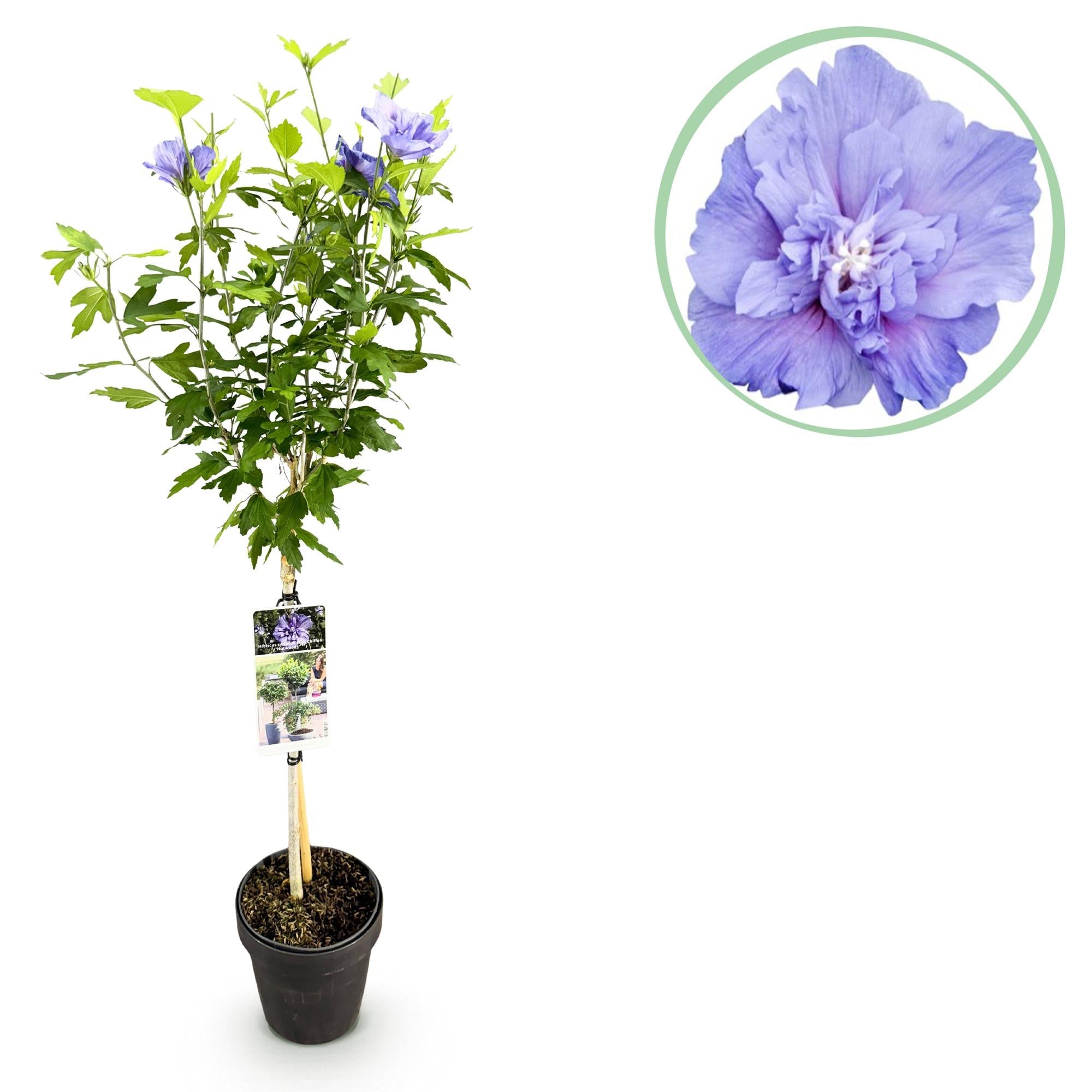 Hibiskus Blue Chiffon® – laubabwerfende, pflegeleichte Stammpflanze, 19 cm Topf, 90 cm hoch - Green Guardia - Ihr Experte für Schädlinge und Pflanzen