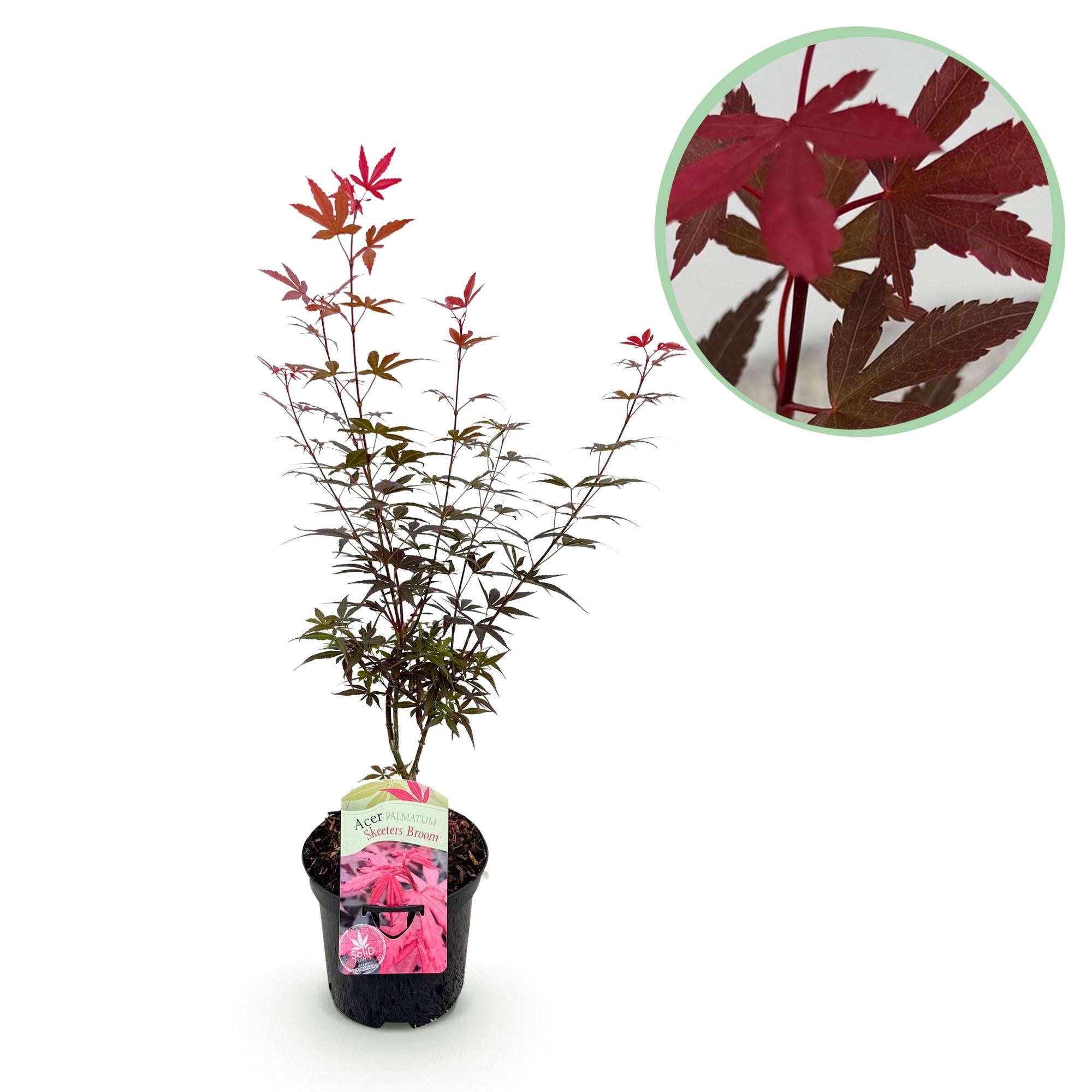 Japanischer Ahorn ‘Skeeter’s Broom’ – laubabwerfend, 19 cm Topf, 70 cm hoch - Green Guardia - Ihr Experte für Schädlinge und Pflanzen