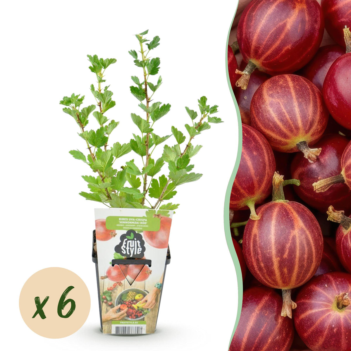 Jostabeere – Ribes uva - crispa ‘Hinnonmäki Rot’ – winterhart – rote Beeren – 3 - 6 Pflanzen – 9 cm Topf - Green Guardia - Ihr Experte für Schädlinge und Pflanzen