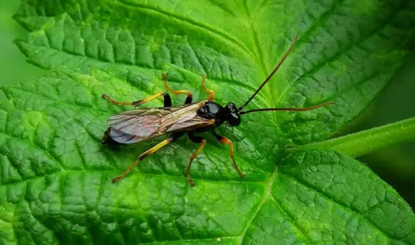 Minierfliegen