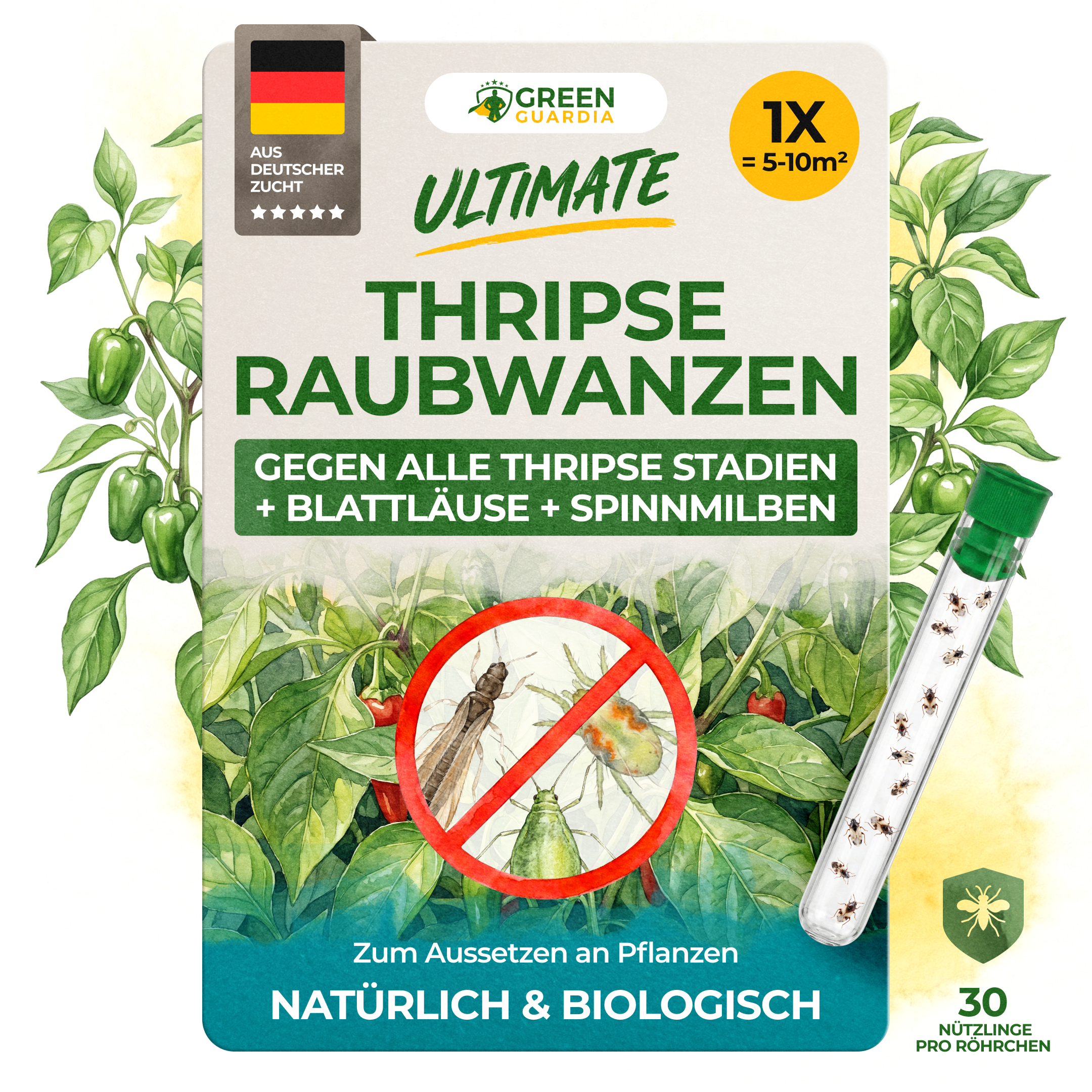 Orius Raubwanzen gegen alle Stadien von Thripse