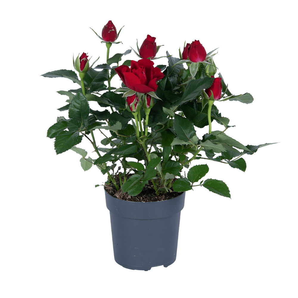 Rote Rose - 17cm Topf, 45cm hoch - Green Guardia - Ihr Experte für Schädlinge und Pflanzen