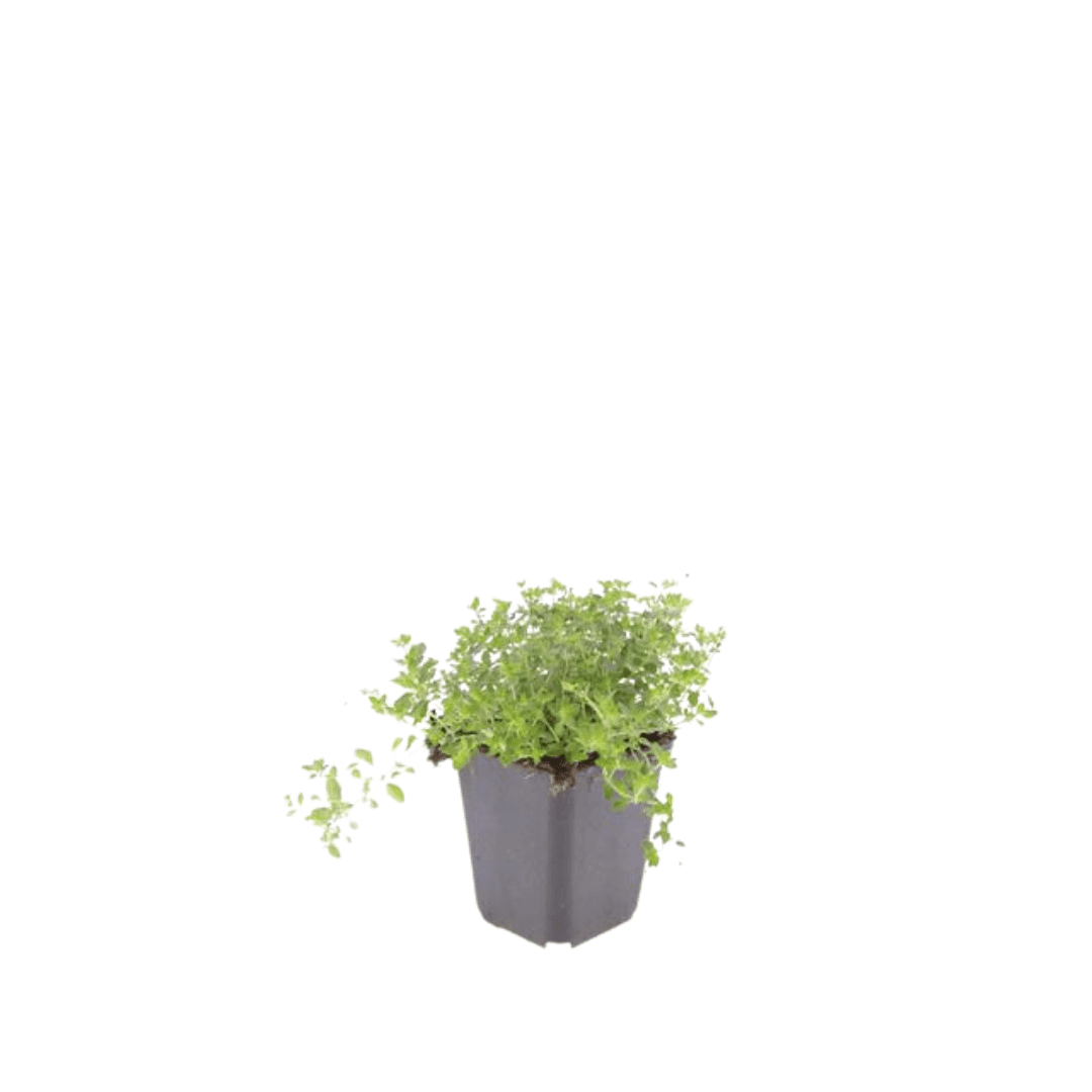 Sand - Thymian (Thymus serpyllum) – 10–25 cm hoch, Ø 9 cm - Green Guardia - Ihr Experte für Schädlinge und Pflanzen