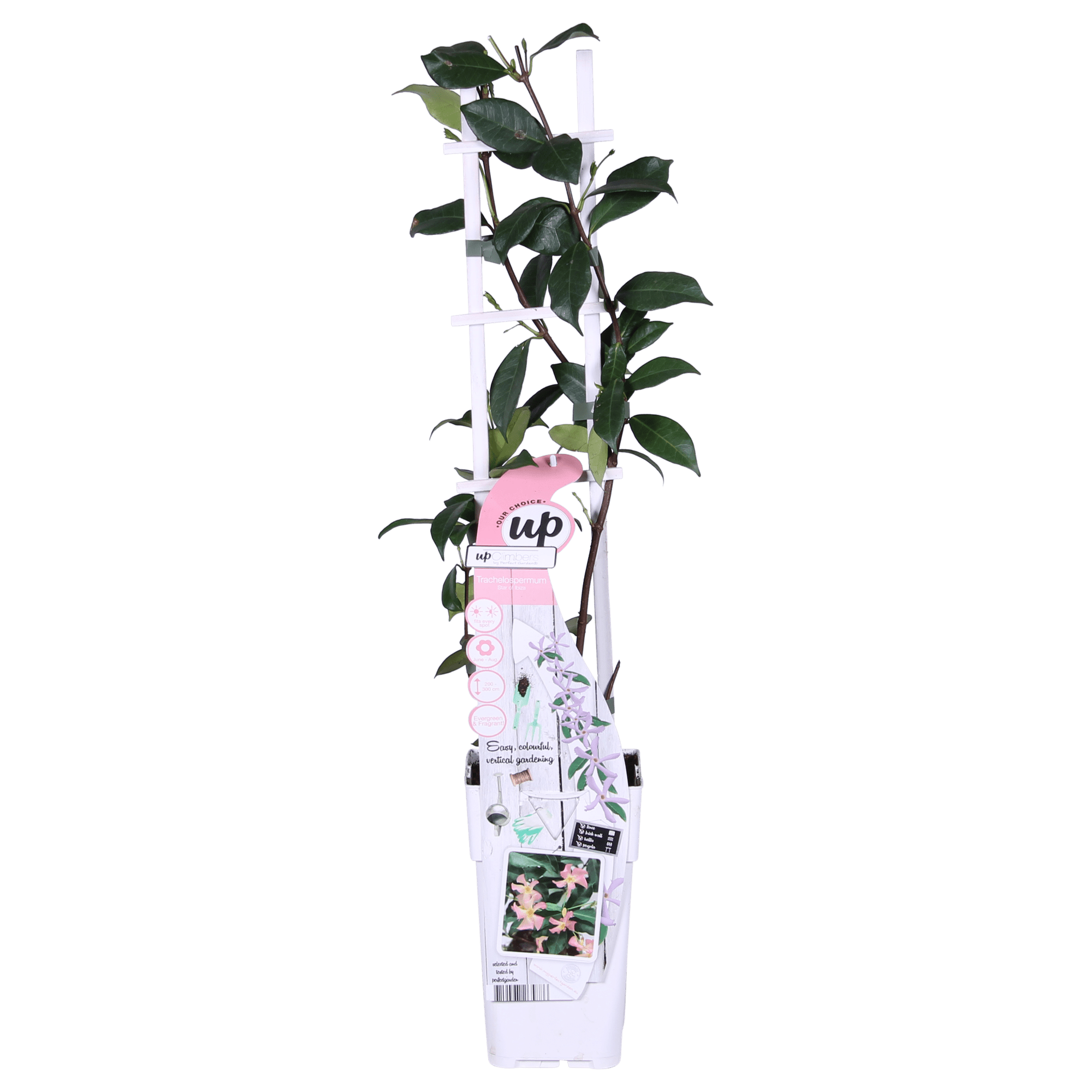 Toskanischer Jasmin ‘Star of Ibiza’ – rosa Blüten, immergrün, 15 cm Topf, 65 cm hoch - Green Guardia - Ihr Experte für Schädlinge und Pflanzen