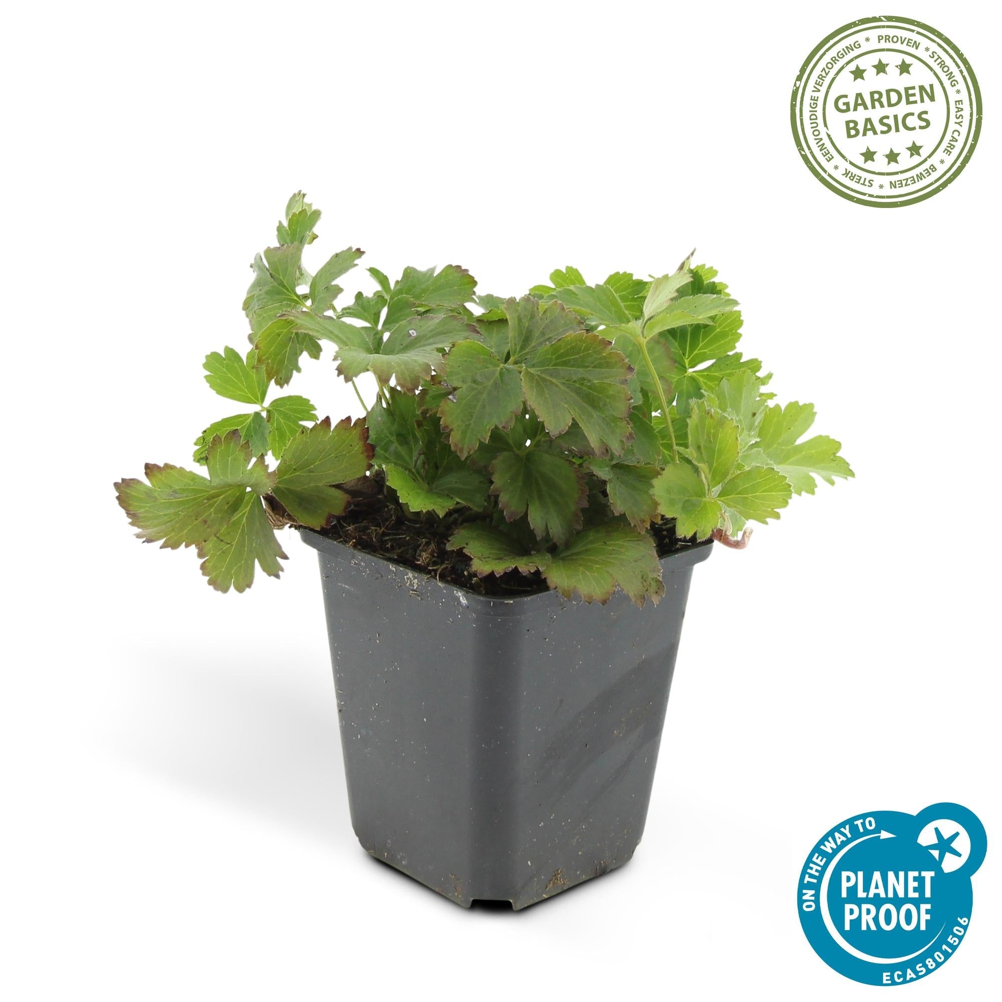Waldsteinia ternata – immergrüner Bodendecker, 9 cm Topf, 10–25 cm - Green Guardia - Ihr Experte für Schädlinge und Pflanzen
