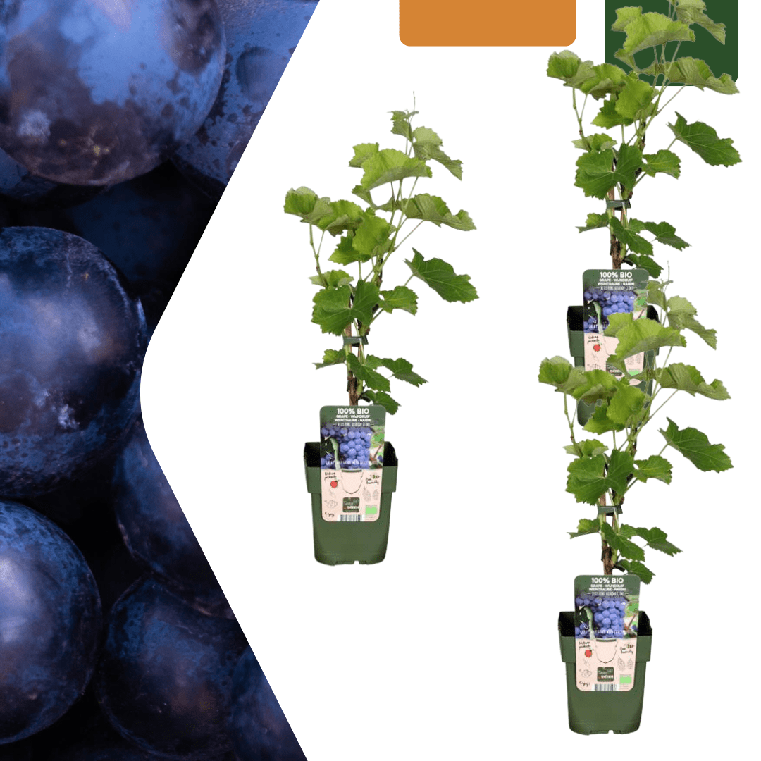 Weinrebe (Bio) – 13 cm Topf, 20 cm Höhe - Green Guardia - Ihr Experte für Schädlinge und Pflanzen