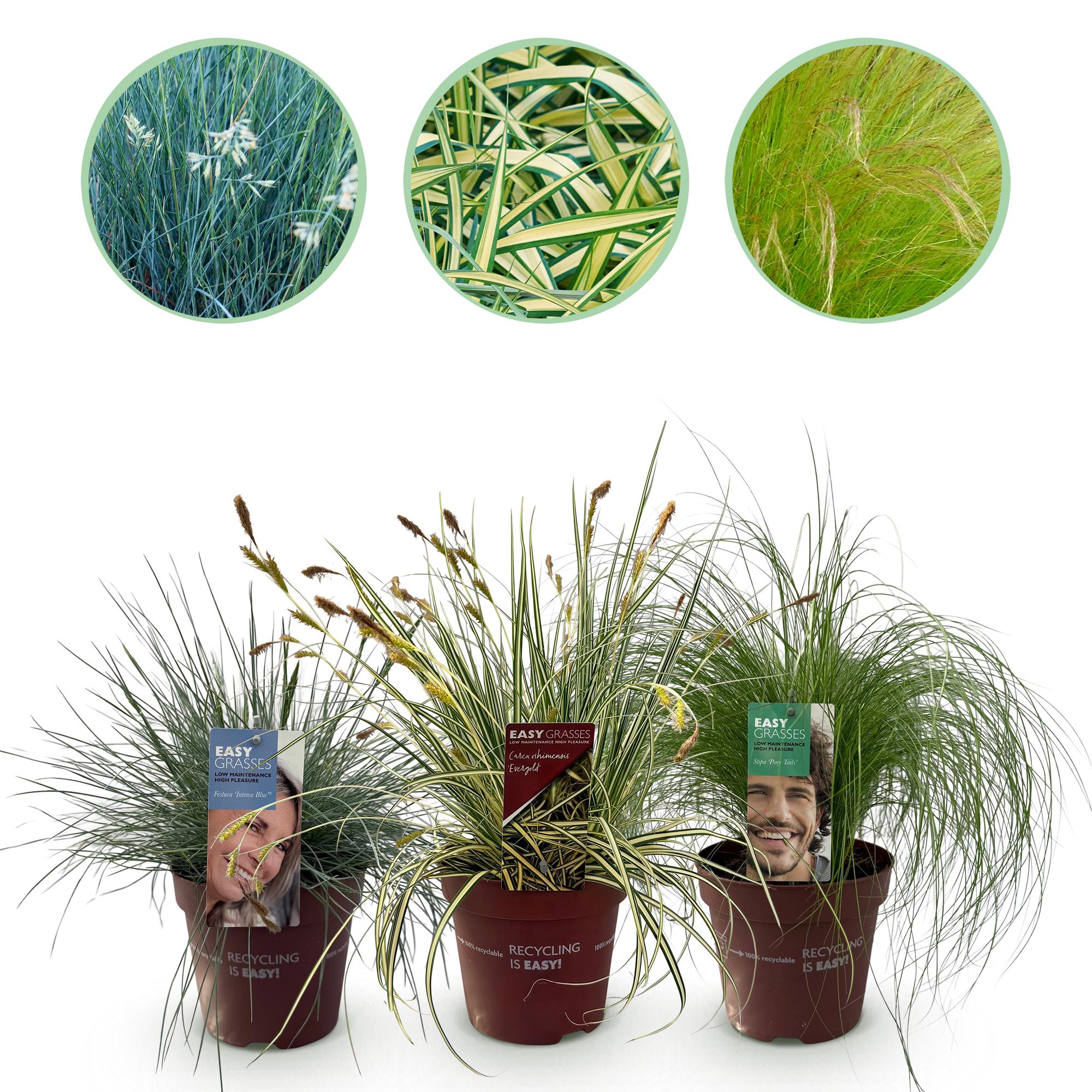 Ziergräser – immergrün & winterhart – blau, gelb & grün – 3 Pflanzen – 17 cm Topf, ca. 50 cm hoch - Green Guardia - Ihr Experte für Schädlinge und Pflanzen