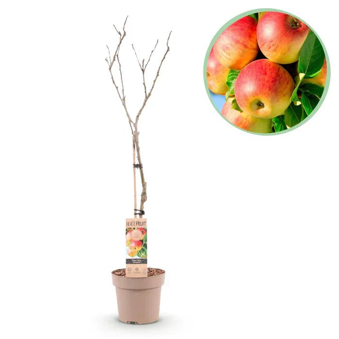 Apfelbaum ‘Jonagold’ pflegen – Standort, Schnitt & reiche Ernte - Green Guardia - Ihr Experte für Schädlinge und Pflanzen