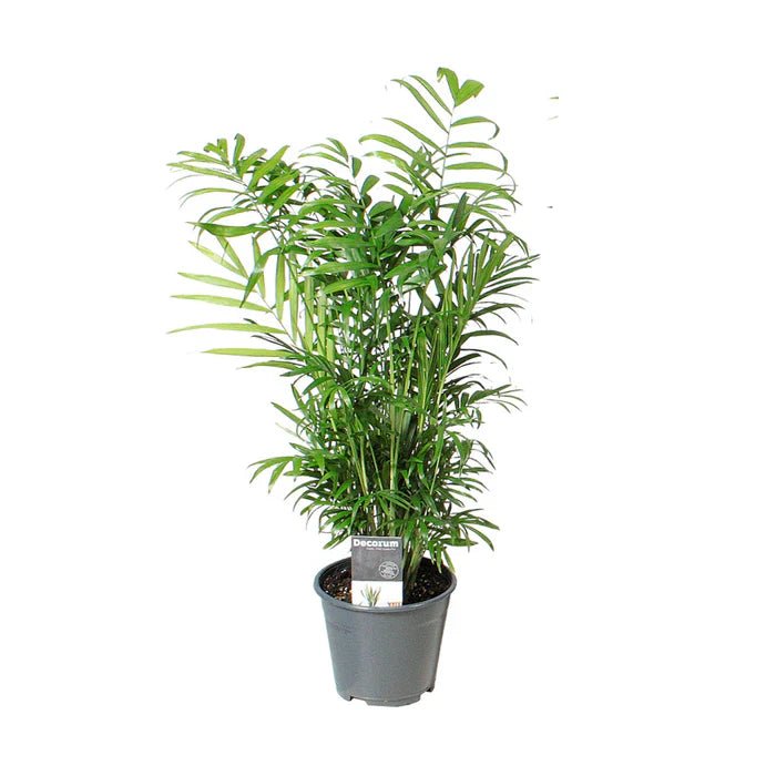 Bergpalme (Chamaedorea Elegans) – Der unkomplizierte Zimmerklassiker für jedes Zuhause - Green Guardia - Ihr Experte für Schädlinge und Pflanzen