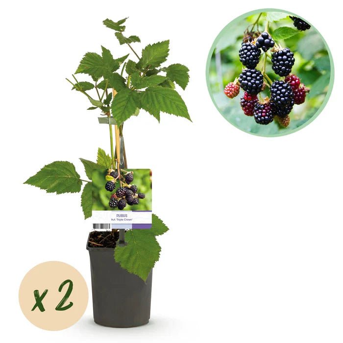 Brombeere „Triple Crown“ pflegen – Standort, Schnitt & süße Ernte ohne Dornen - Green Guardia - Ihr Experte für Schädlinge und Pflanzen