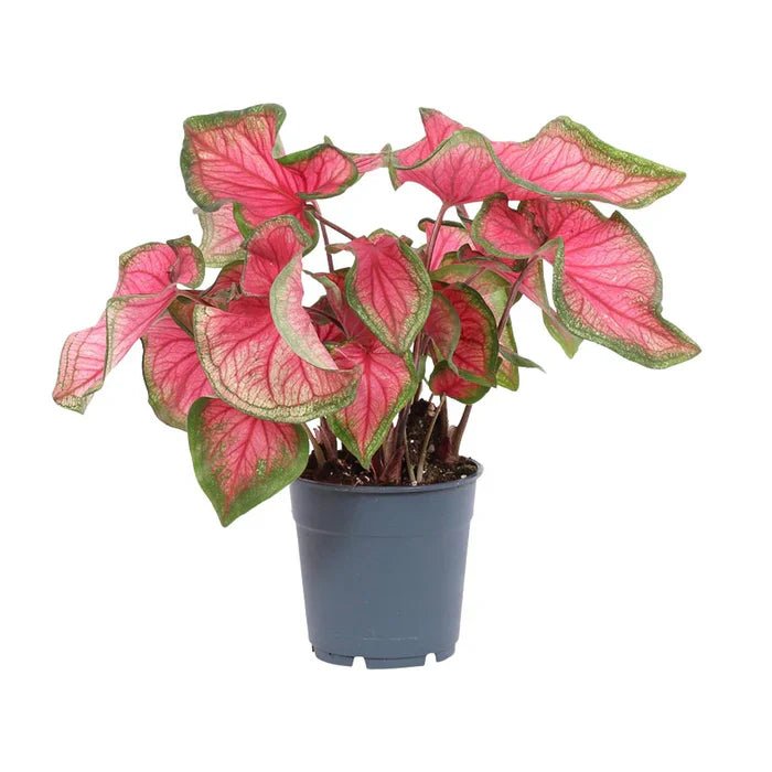 Caladium Engelsflügel – Das Farbenwunder für dein Zuhause - Green Guardia - Ihr Experte für Schädlinge und Pflanzen