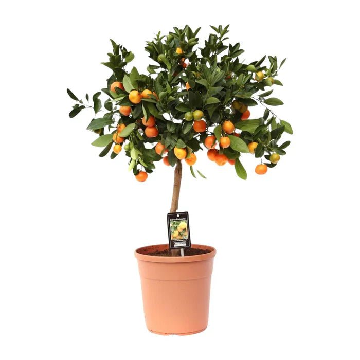 Calamondinorange (Citrus calamondin) – Mediterranes Flair und vitaminreiche Ernte für dein Zuhause - Green Guardia - Ihr Experte für Schädlinge und Pflanzen