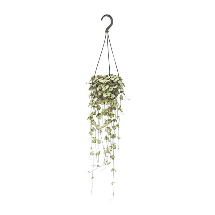 Ceropegia woodii – Die Leuchterblume pflegen: Tipps für den perfekten „String of Hearts“ - Green Guardia - Ihr Experte für Schädlinge und Pflanzen