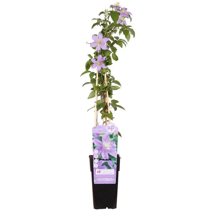 Clematis ‘Justa’ pflegen – Standort, Blüte & gesunder Wuchs - Green Guardia - Ihr Experte für Schädlinge und Pflanzen