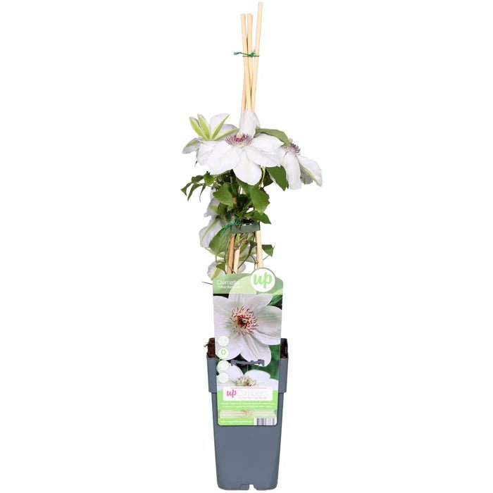 Clematis ‘Miss Bateman’ pflegen – Standort, Blüte & gesunder Wuchs - Green Guardia - Ihr Experte für Schädlinge und Pflanzen