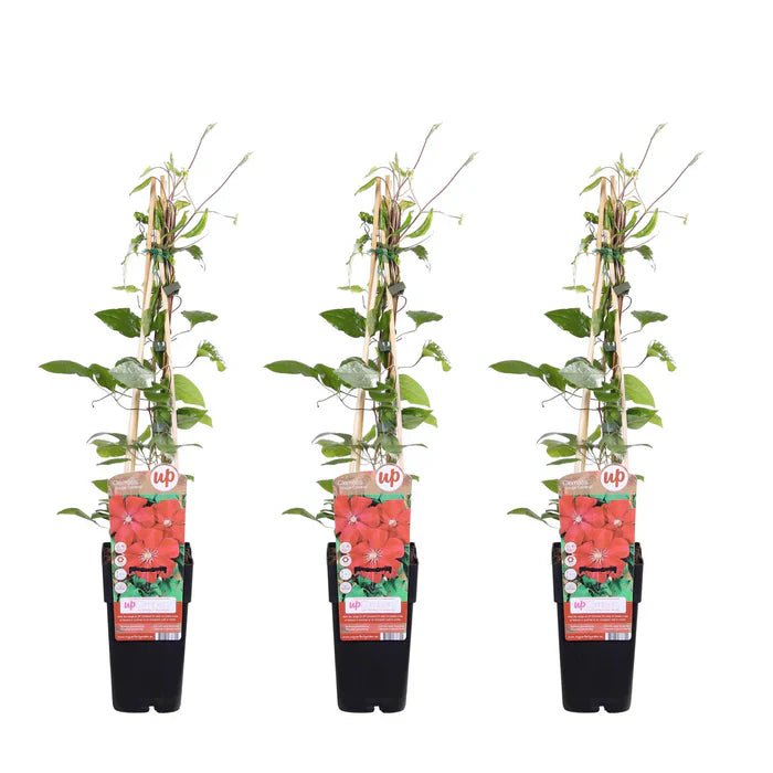Clematis ‘Rouge Cardinal’ pflegen – intensiv rot blühende Kletterpflanze - Green Guardia - Ihr Experte für Schädlinge und Pflanzen