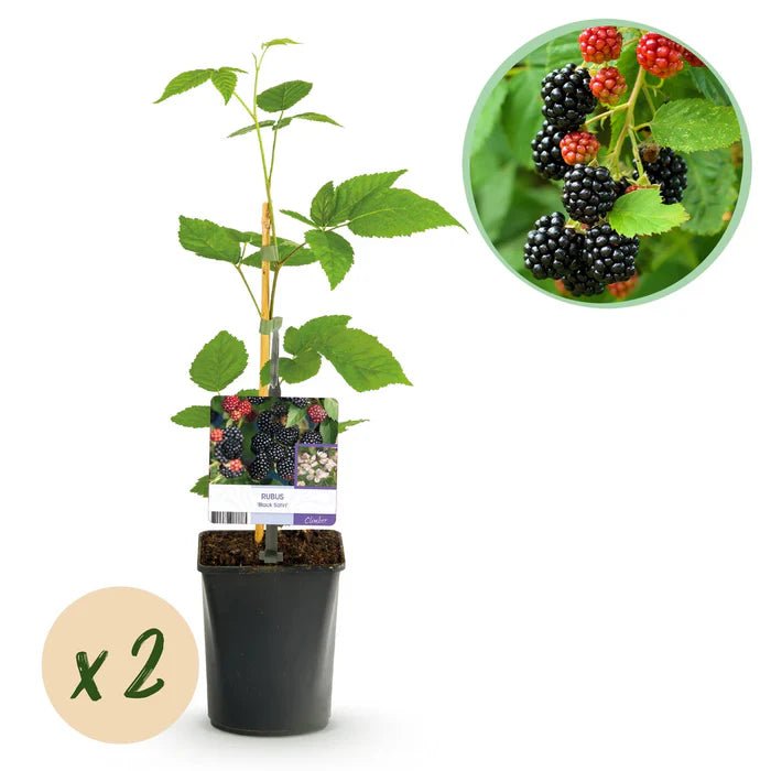 Dornenlose Brombeere „Black Satin“ pflegen – Standort, Schnitt & reiche Ernte - Green Guardia - Ihr Experte für Schädlinge und Pflanzen