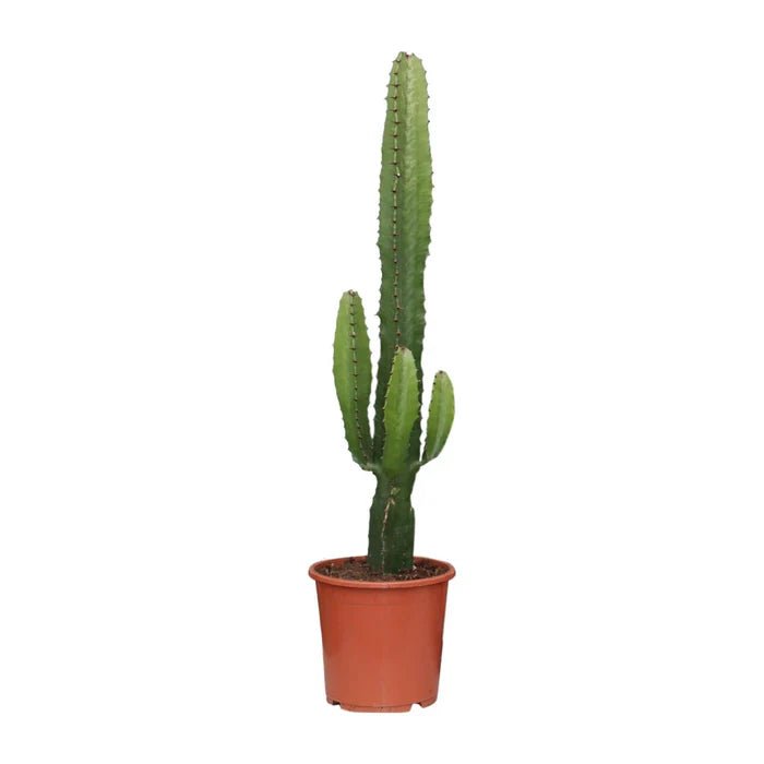 Euphorbia Acrurensis – Die Wüstenkerze: Skulpturale Schönheit für dein Zuhause - Green Guardia - Ihr Experte für Schädlinge und Pflanzen