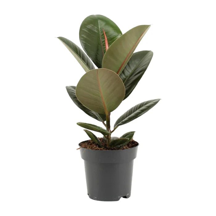 Ficus elastica ‘Robusta’ – Den Gummibaum richtig pflegen: Tipps für Standort, Wachstum und Vitalität - Green Guardia - Ihr Experte für Schädlinge und Pflanzen