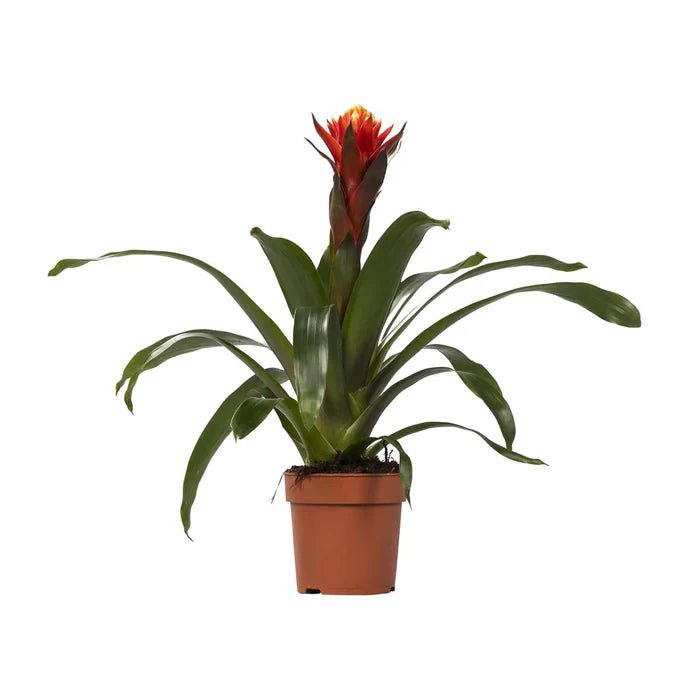 Guzmania Bromelie – Exotische Farbexploson für dein Zuhause - Green Guardia - Ihr Experte für Schädlinge und Pflanzen