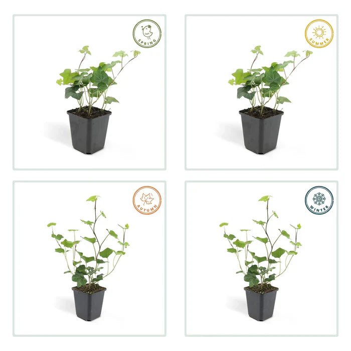 Hedera hibernica pflegen – robuster Irischer Efeu für Garten & Fassade - Green Guardia - Ihr Experte für Schädlinge und Pflanzen